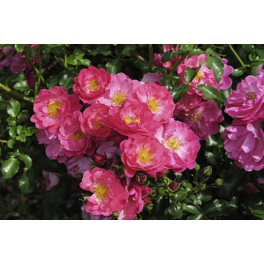 Rose »Hotline«, Blüte: Rose »Hotline«, Blüte: