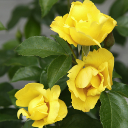 Rose »Lemon Fizz«, Blüte: