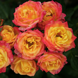 Rose »Little Sunset«, Blüte: