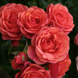 Rose »Mandarin«, Blüte: