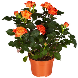 Rose, Rosa Hybriden, Blütenfarbe: orange