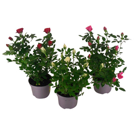 Rose, Rosa Hybriden »in Sorten«, Blüte: gemischt, einfach