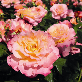 Rose, Rosa x hybrida »Aquarell«, Blüte: mehrfarbig, gefüllt