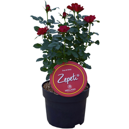 Rose, Rosa »Zepeti®«, Blüte: samtrot, Vielblüher