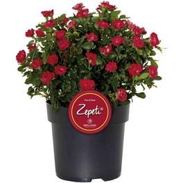 Rose, Rosa »Zepeti®«, Blüte: samtrot, Vielblüher