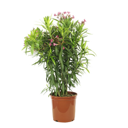 Rosenlorbeer, Nerium Oleander