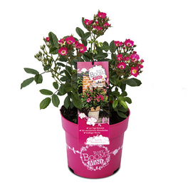 Rosenstamm 'Rosy Boom® Mini', Rosa hybride »Rosy Boom«, Blüte: pink
