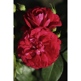 Rosenstamm 'Rouge Meilove'®, Rosa hybride »Rouge Meilove«, Blüte: rot