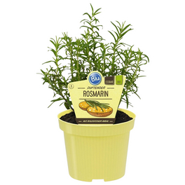 Rosmarin, Rosmarinus officinalis, aktuelle Pflanzenhöhe ca.: 25 cm, im Topf