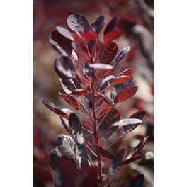 Rotblättriger Zwerg-Perückenstrauch, Cotinus coggygria »Lilla«, Blätter: grün/rot, Blüten: rot