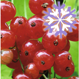 Rote Johannisbeere, Ribes rubrum »Polar Fruits®«, Frucht: rot, zum Verzehr geeignet