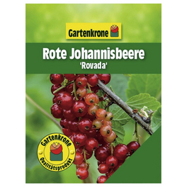 Rote Johannisbeere, Ribes rubrum »Rovada«, Frucht: rot, zum Verzehr geeignet