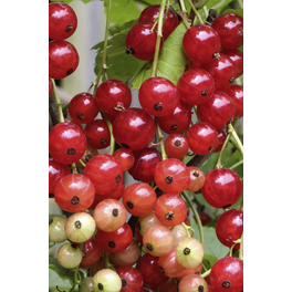 Rote Johannisbeere, Ribes rubrum »Stanza«, Frucht: rot, zum Verzehr geeignet