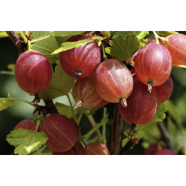 Rote Stachelbeere, Ribes uva-crispa »Relina®«, Frucht: rot, zum Verzehr geeignet