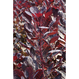 Roter Perückenstrauch, Cotinus coggygria »Royal Purple«, Blätter: dunkelrot, Blüten: rotbraun