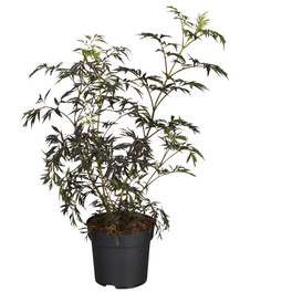 Rotlaubiger Holunder, Sambucus nigra »Black Lace«, Blätter: rot/schwarz, Blüten: rosa