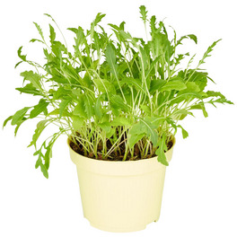 Rucola Sativa Eruca Rucola Sativa Eruca
