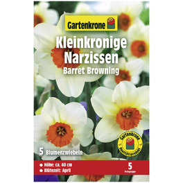 Saatgut Narzisse, Narcissus x hybrida »Barret Browning«, Blüte: weiß/orange