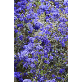 Säckelblume, Ceanothus delianus »Blue Sapphire«, Blätter: grün, Blüten: blau
