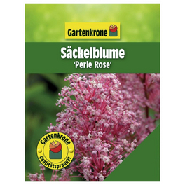 Säckelblume, Ceanothus pallidus »Perle Rose«, Blätter: grün, Blüten: rosa/pink