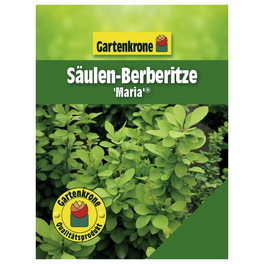 Säulen-Berberitze, Berberis thunbergii »Maria«, Blätter: gelb, Blüten: gelb