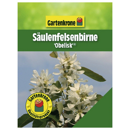 Säulenfelsenbirne, Amelanchier alnifolia »Obelisk«, Früchte: süß-säuerlich Säulenfelsenbirne, Amelanchier alnifolia »Obelisk«, Früchte: süß-säuerlich