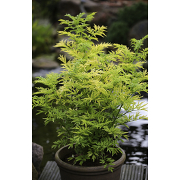 Säulenförmiger Holunder, Sambucus nigra »Golden Tower«, Blätter: hellgrün, Blüten: weiß