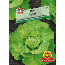 Salat »Mona«, zarter Butterkopfsalat für den ganzjährigen Anbau