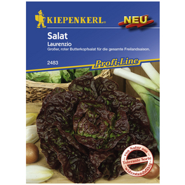 Salat sativa var. Capitata Lactuca Salat sativa var. Capitata Lactuca