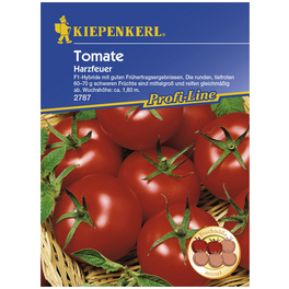 Salat-Tomate lycopersicum Solanum »Harzfeuer« Salat-Tomate lycopersicum Solanum »Harzfeuer«