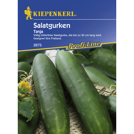 Salatgurke, Cucumis sativus, ca. 40 Pflanzen
