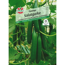 Salatgurke »Flamingo«, bewährte, reinweibliche Sorte, glattschalig