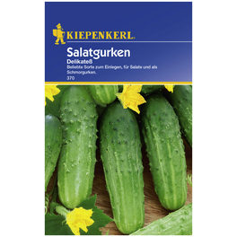 Salatgurke sativus Cucumis »Delikatess«
