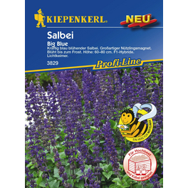Salbei »Big Blue«, 8 Korn Salbei »Big Blue«, 8 Korn