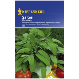 Salbei officinalis Salvia