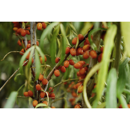 Sanddorn 'Orange Energy', Hippophae rhamnoides, Frucht: orange Sanddorn 'Orange Energy', Hippophae rhamnoides, Frucht: orange