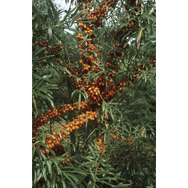 Sanddorn 'Sirola', Hippophae rhamnoides, Frucht: orange Sanddorn 'Sirola', Hippophae rhamnoides, Frucht: orange