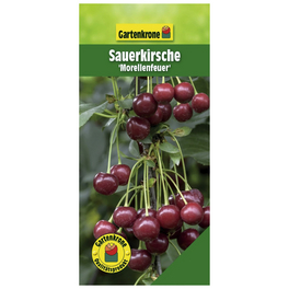 Sauerkirsche, Prunus cerasus »Morellenfeuer«, Früchte: süß-säuerlich