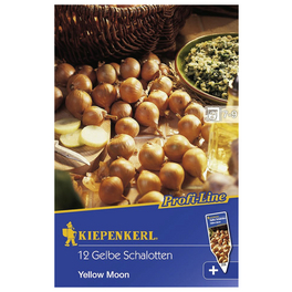Schalotte cepa var. ascalonicum Allium Schalotte cepa var. ascalonicum Allium