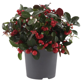 Scheinbeere, Gaultheria procumbens, max. Wuchshöhe: 20 cm