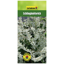 Schlingknöterich, Polygonum aubertii, Blüte: weiß