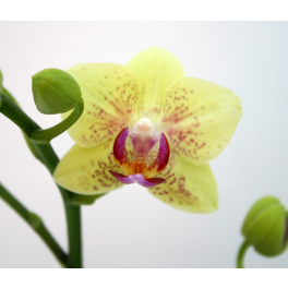 Schmetterlingsorchidee, hybride Phalaenopsis, Blüte: gelb, mit 2 Rispen