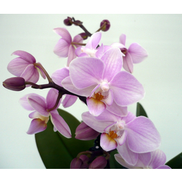 Schmetterlingsorchidee, hybride Phalaenopsis, Blüte: rosa, mit 2 Rispen