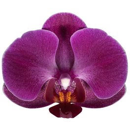 Schmetterlingsorchidee, hybride Phalaenopsis, Blüte: violett, mit 3 Rispen