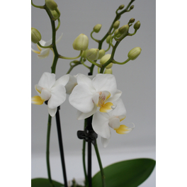 Schmetterlingsorchidee, hybride Phalaenopsis, Blüte: weiß, mit 2 Rispen