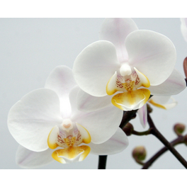 Schmetterlingsorchidee, hybride Phalaenopsis, Blüte: weiß, mit 2 Rispen