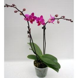 Schmetterlingsorchidee, hybride Phalaenopsis, Blüte: zweifarbig, mit 2 Rispen