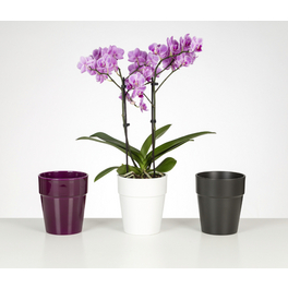 Schmetterlingsorchidee, Phalaenopsis , Blüte: mehrfarbig, mit 2 Trieben