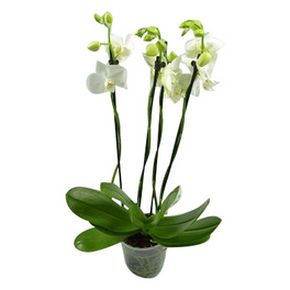 Schmetterlingsorchidee, Phalaenopsis Hybriden, Blüte: weiß