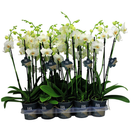 Schmetterlingsorchidee, Phalaenopsis Hybriden, Blüte: weiß